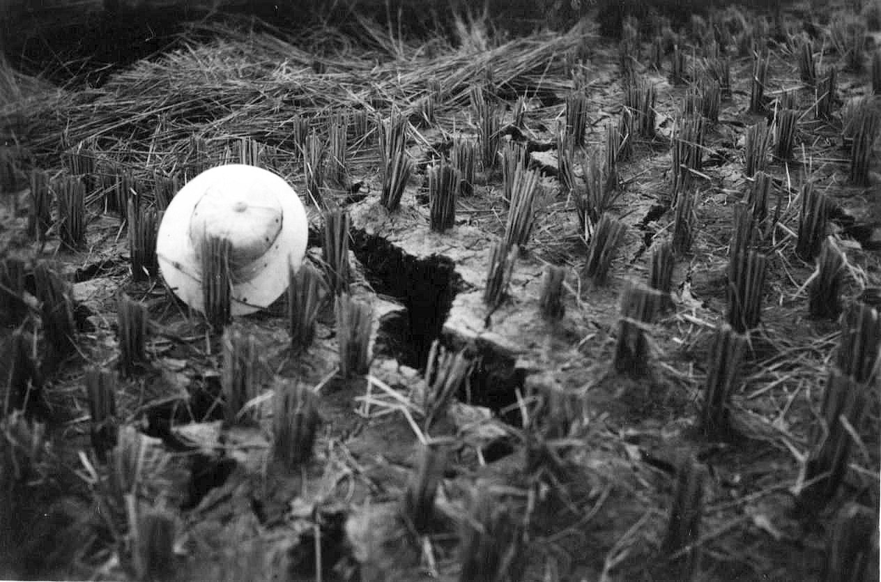 花蓮縣富里鄉東里村稻田中發生地裂、地陷。(鄭世楠, 2015)